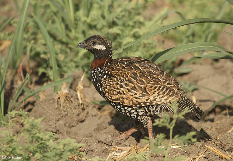   Black Francolin Francolinus francolinus ,Btecha                      ,Jordan Valley,Israel.09--06-10.Lior Kislev               